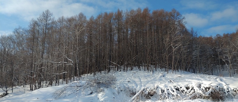カラマツの伐倒